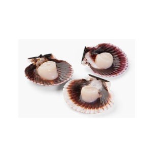 Half Shell Scallop from Sunrise Food Trading